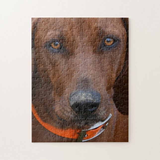 Redbone Coonhound Been Digging Jigsaw Puzzle (Vertical)