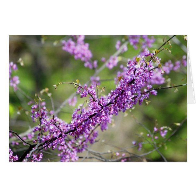 Redbud (Devant horizontal)