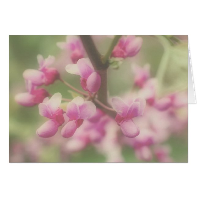 Redbud Blossoms Note Card (Front Horizontal)