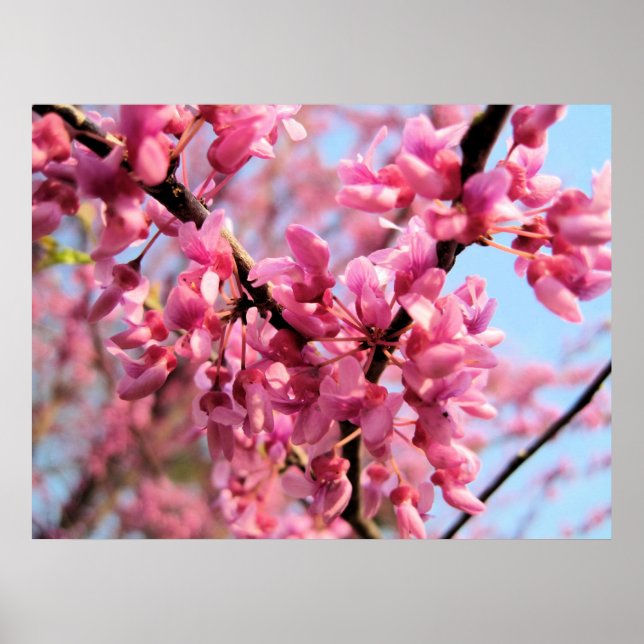 Redbud Blossoms Print (Front)