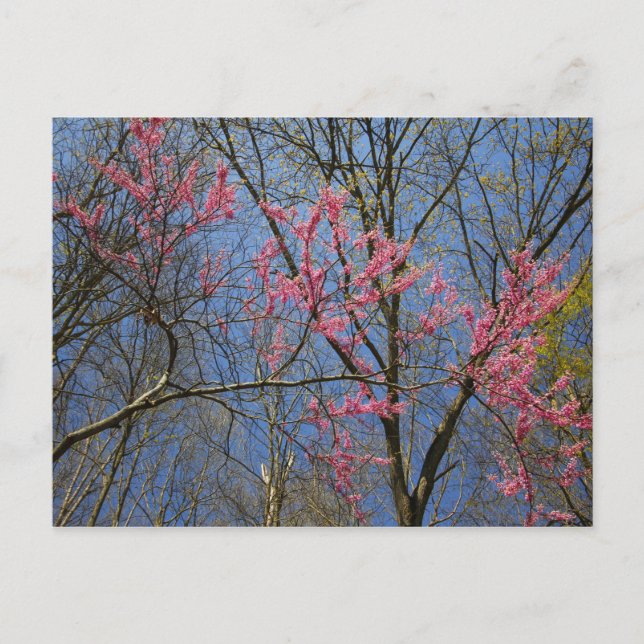 Redbud Tree (Cercis) Blooming in Spring Postcard (Front)