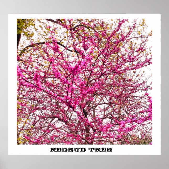 REDBUD TREE  POSTER (Front)