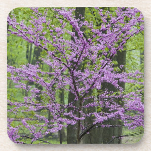 Redbud trees in full spring bloom near Defiance Coaster