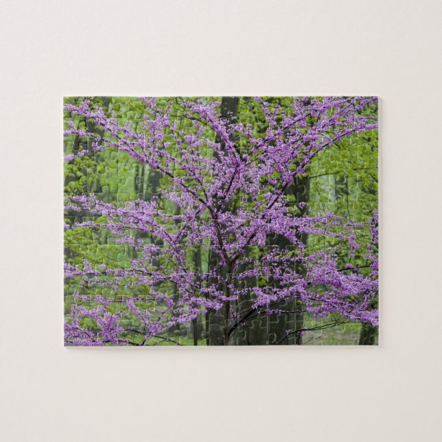 Redbud trees in full spring bloom near Defiance Jigsaw Puzzle (Horizontal)