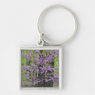 Redbud trees in full spring bloom near Defiance Keychain