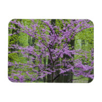 Redbud trees in full spring bloom near Defiance