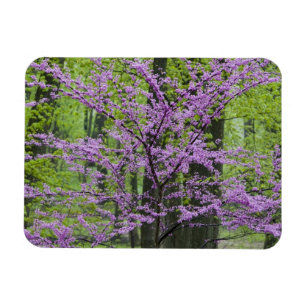 Redbud trees in full spring bloom near Defiance Magnet