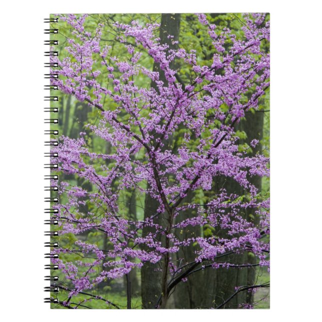 Redbud trees in full spring bloom near Defiance Notebook (Front)