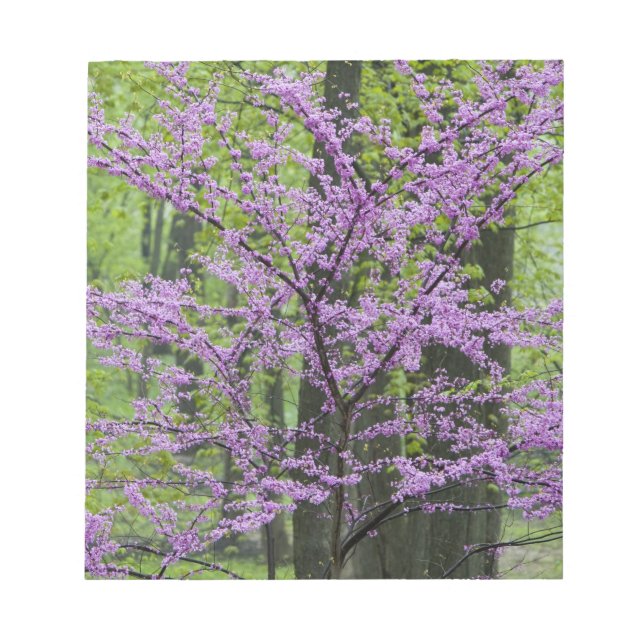 Redbud trees in full spring bloom near Defiance Notepad (Front)