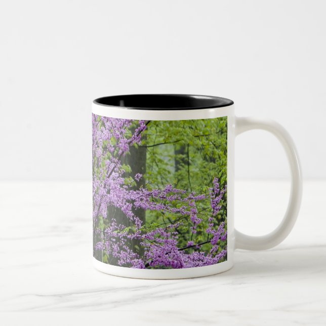 Redbud trees in full spring bloom near Defiance Two-Tone Coffee Mug (Right)