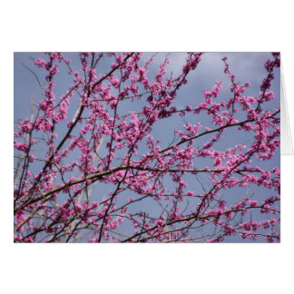 Redbuds