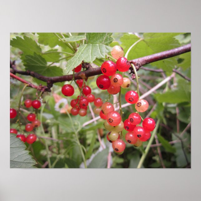 Redcurrant Poster (Front)