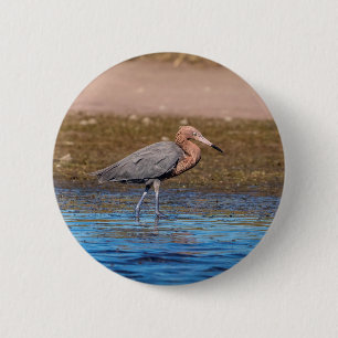 Reddish Egret on North Beach 2 Inch Round Button