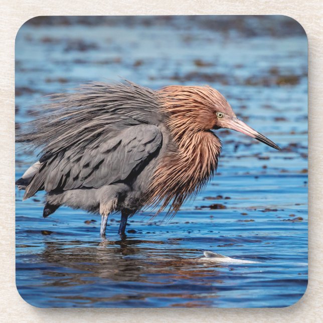 Reddish Egret on North Beach Coaster (Front)