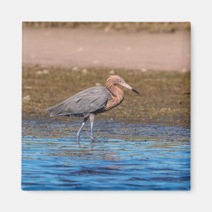 Reddish Egret on North Beach Magnet