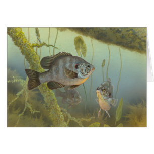 Redear Sunfish Painting Blank Card