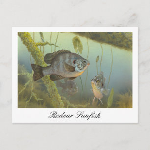 Redear Sunfish Painting Postcard