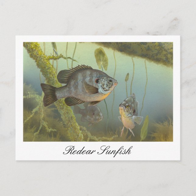 Redear Sunfish Painting Postcard (Front)