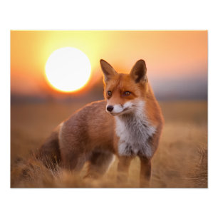 Redfox Photo Print
