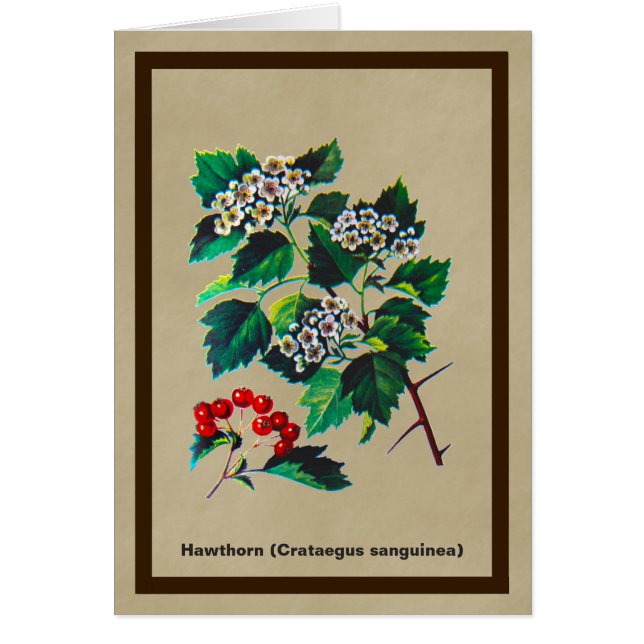 Redhaw Hawthorn On Old Paper (Front)