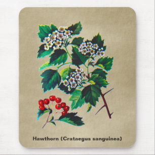 Redhaw Hawthorn On Old Paper Mouse Pad