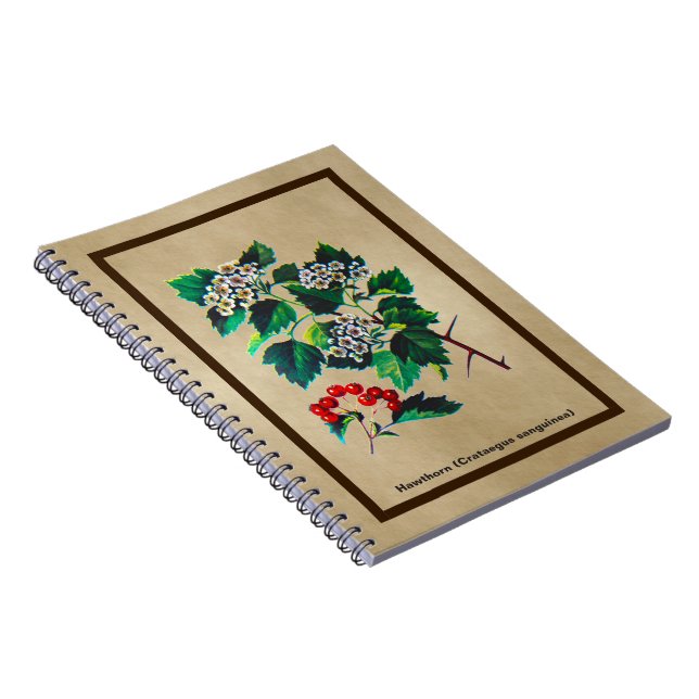 Redhaw Hawthorn On Old Paper Notebook (Right Side)