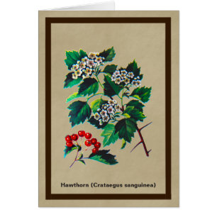Redhaw Hawthorn sur vieux papier