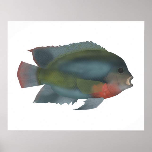 Redhead Cichlid Poster (Front)