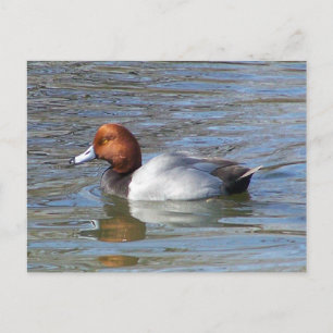 Redhead Drake Postcard