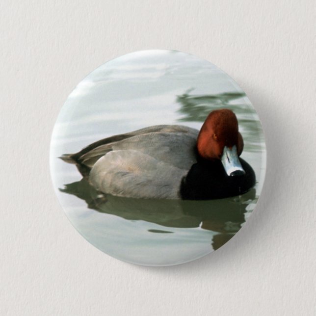Redhead Drake (untitled) 2 Inch Round Button (Front)
