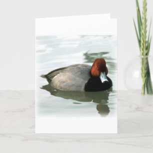 Redhead Drake (untitled) Card