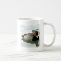 Redhead Drake (untitled)