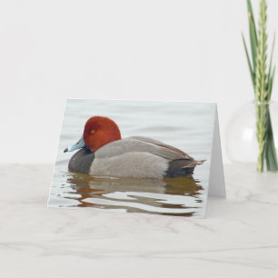 Redhead Duck Drake Card