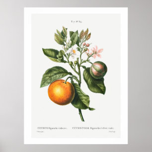 REDOUTÉ "BITTER ORANGE" POSTER BOTANIQUE