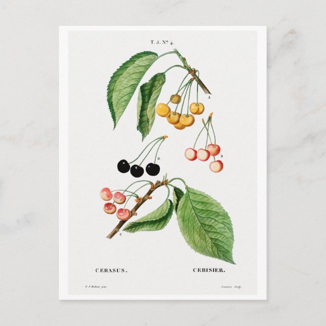 REDOUTÉ BOTANICAL "CHERRIES" POSTCARD (Front)
