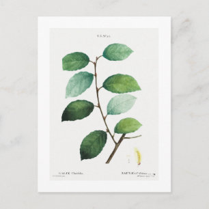 REDOUTÉ BOTANICAL "EARED WILLOW" POSTCARD