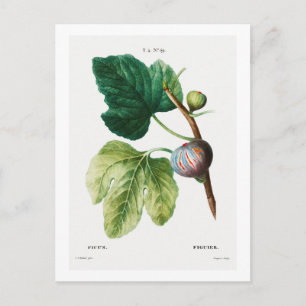 REDOUTÉ BOTANICAL "FIGS" POSTCARD