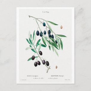 REDOUTÉ BOTANICAL ILLUSTRATION "OLIVES" POSTCARD