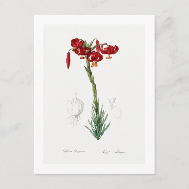 REDOUTÉ BOTANICAL "LILY" POSTCARD (Front)