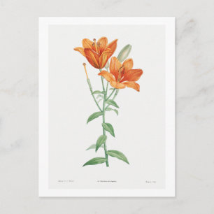 REDOUTÉ BOTANICAL "ORANGE LILY" POSTCARD