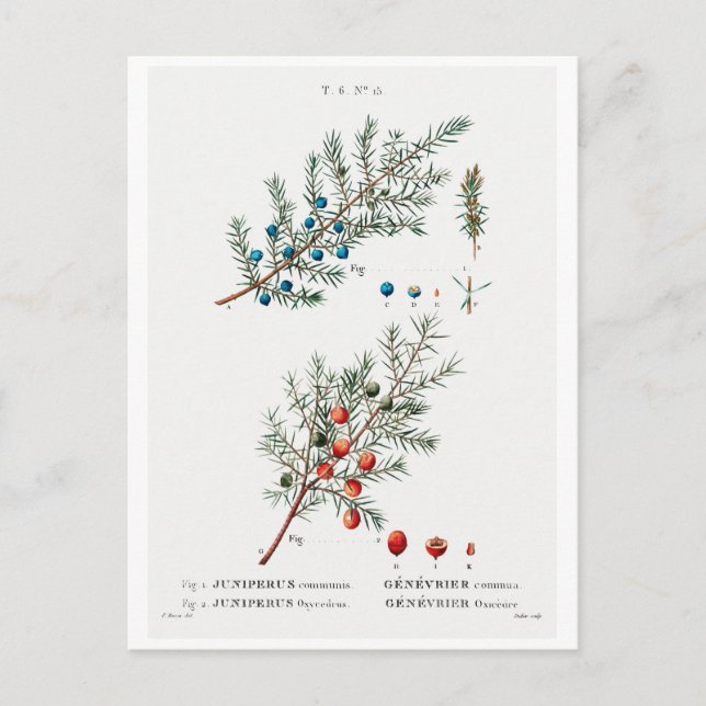 REDOUTÉ CARTE POSTALE BOTANIQUE "COMMON JUNIPER" (Devant)