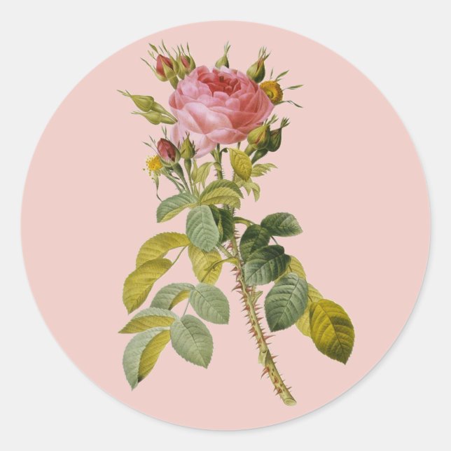 Redoute English Rose Single Stem Classic Round Sticker (Front)