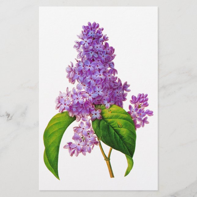 Redoute Lilacs Stationery (Front)