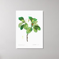 REDOUTÉ "MAGNOLIA" STRETCHED CANVAS PRINT