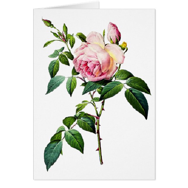 Redoute Pink Roses (Front)