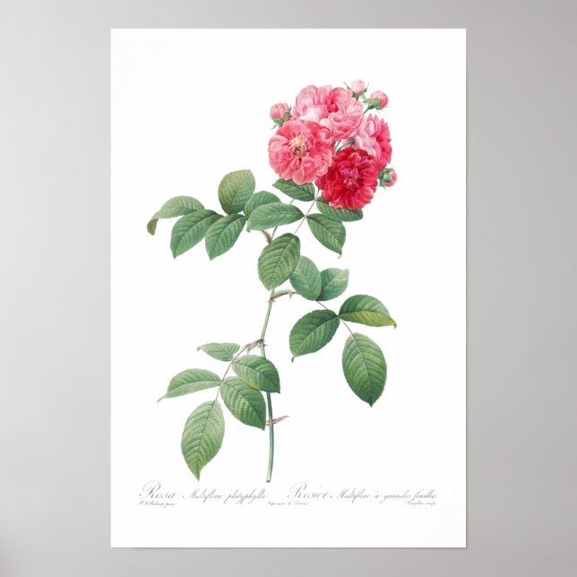 REDOUTÉ POSTER BOTANIQUE "SEPT SOEURS ROSES" (Devant)
