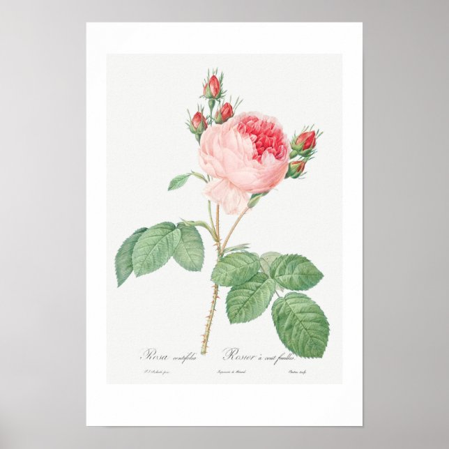REDOUTÉ POSTER EN BOTANIQUE vintage "ROSE CABBAGE" (Devant)