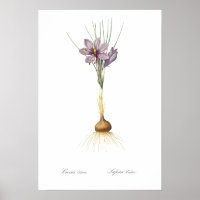 REDOUTÉ POSTER vintage BOTANIQUE "CROCUS"