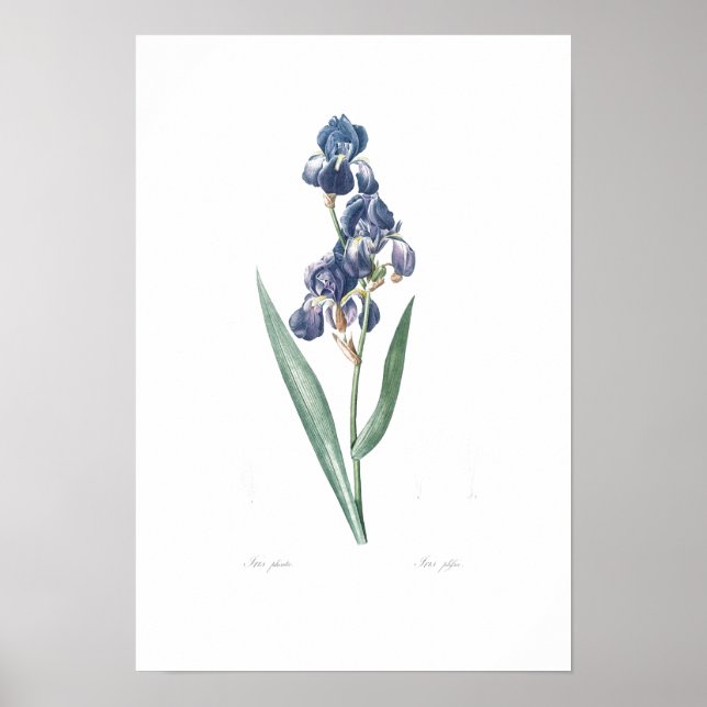 REDOUTÉ POSTER vintage BOTANIQUE "IRIS" (Devant)