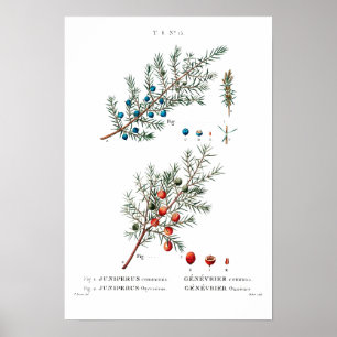REDOUTÉ POSTER vintage BOTANIQUE "JUNIPER"